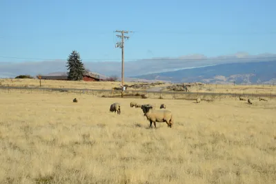 DSC_3125 (Large).JPG